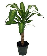 6&quot; Pot Dracaena Creme &amp; Green Corn Live Plant Easy to Grow HousePlant Indoor - £56.94 GBP