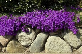50 Aubrieta Bright Purple Rock Cress Flower Seeds Perennial Deer Resistant - £13.49 GBP