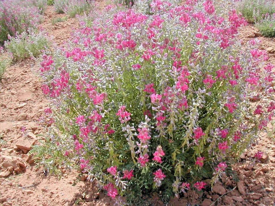 BPASTORE 50 Utah Northern Sweetvetch Native Wildflower Buy Seeds Online - £13.52 GBP