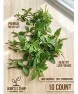 10 Fresh Green Wandering Jew Cuttings - Fast Growing! - $26.99