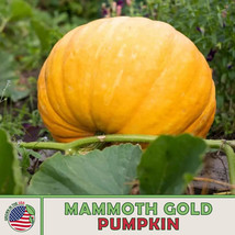 Grow In US 10 Mammoth Gold Pumpkin Seeds Heirloom Non-Gmo - £7.48 GBP