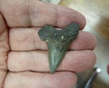 (S-228) 1-5/8&quot; wicked Fossil MEGALODON Shark Tooth Teeth JEWELRY love sh... - £27.40 GBP