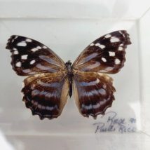 Butterfly Taxidermy Mounted Specimen Blue Wing Acrylic Case Signed 1990 ... - £27.56 GBP