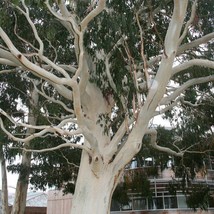 Fresh USA Seller Eucalyptus Dalrympleana 50 Seeds Mountain White Gum - £12.58 GBP