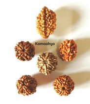 Rudraksha From 2 Mukhi To 7 Mukhi 4,5,6,7 Nepal Origin Single Pieces Energized - £10.68 GBP