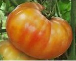 SRN 25 Big Rainbow Tomato Seeds Garden - $11.26