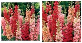 Red Arrow Mix Delphinium 50 Seeds Perennial Garden Flower Seed Flowers - £16.88 GBP