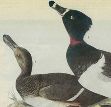 Ring Necked Duck Bird 1946 Color Plate Print John James Audubon Nature D... - £30.12 GBP