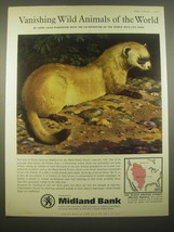1966 Midland Bank Ad - Black-Footed Ferret - Vanishing Wild Animals - £14.55 GBP