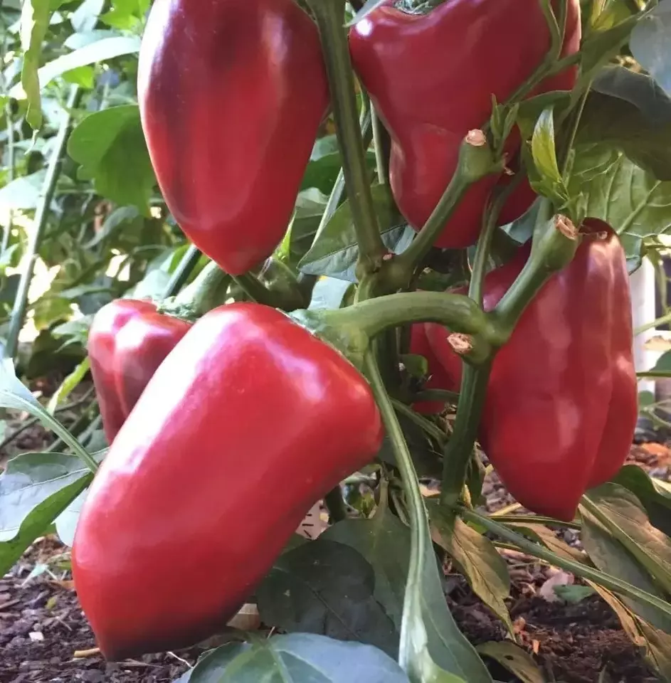 FARM 120 Giant Red Bell Pepper Sweet Heirloom Organic Non Gmo Bulk Seeds - £7.14 GBP