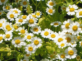 300 Feverfew Tanacetum Parthenium Herb Flower Seeds - £16.64 GBP