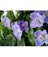 Outdoor Living – Garden - Thunbergia Grandiflora Blue Sky Vine Plant - tgi - £40.85 GBP