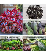 Garden Goals? Start with Easy-to-Grow Hosta Seeds! - $94.84 MXN