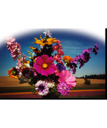 Birds Bees Butterflies Mix Flower Seed Beautiful Fast US Shipping - $20.17 CAD