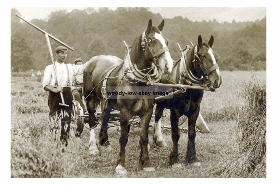 rp16992 - Farm Working Horses - print 6x4 - $2.80