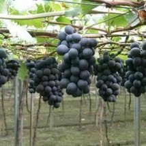 US Seller 50 Kyoho Grapes Seeds 50 Seeds Fruit Tree Seeds - $13.95