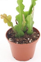 2 Gorgeous Fishbone Ric Rac Cactus Starter Plant - £11.21 GBP