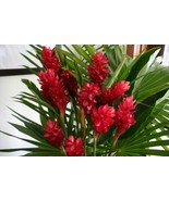 Red Hawaiian Ginger Alpinia Purpurata Root 1 Pk - 2 roots - £18.77 GBP