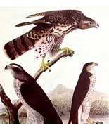 Goshawk Bird 1950 Lithograph Art Print Audubon Nature First Edition DWU14B - $42.12 CAD
