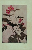 Vintage 1922 Print Raspberry Jewel Weed 2 Side Flowers You Should Know - $19.99