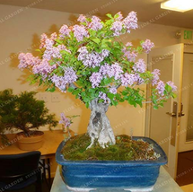 US Seller 50 Colorful Bonsai Lilac Plant Japanese Lilac Extremely Fragrant Clove - $10.18