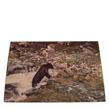 Postcard Black Bear In Water Great Smoky Mountains National Park Chrome Unposted - £5.46 GBP