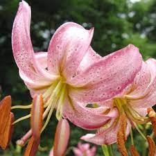 200 Seeds Garland Lilium Brownii Lily Flower Seeds White Red Stripes Double Item image 3