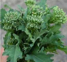 FA Store 200 Seeds Broccoli Raab Spring Rapini Cool Season Microgreens I... - £7.96 GBP