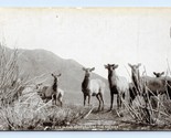 Wild Elk Foothill of the Rockies Great Falls Montana MT 1908 DB Postcard Q1 - $2.92