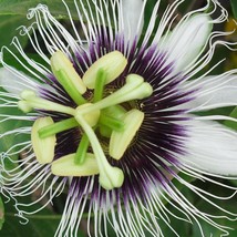 New Fresh Passion Fruit Seeds Fresh Organic Passiflora Edulis Seeds, Purple Indo - £6.29 GBP