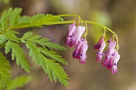 25 Fringed Bleeding Heart Seeds Dicentra Spectabilis Shade Flower 690 USA Fast S - £10.87 GBP