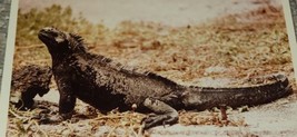 VTG Monument Valley Black Desert Lizard Posing 8x10 Color Photograph Ori... - £11.83 GBP