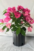 Rijnstar Pink Bougainvillea Small Well Rooted Starter Plant**Live Bougainvillea  - £16.43 GBP