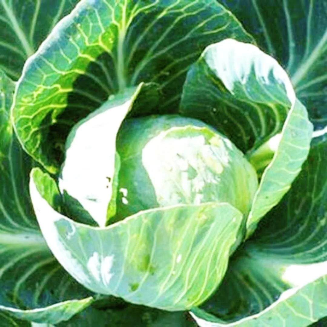  All Seasons Cabbage - Non-GMO Heirloom and Vegetable. Fresh 500+ Seeds - £9.54 GBP