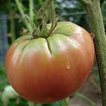 US Seller Mr.Green Shoulders Tomato Seeds Fast Shipping - £8.85 GBP