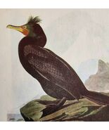 Double Breasted Cormorant 1950 Lithograph Print Audubon 1st Edition DWU14F - $42.03 CAD