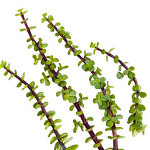 BEST 6 Cuttings Portulacaria Afra Jade Tree Bonsai Elephant Bush Succule... - $14.80