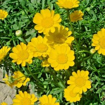 US Seller 301 Yellow Daisy Flower Seeds Drought Tolerant Flowers Chrysanthemum - £7.42 GBP