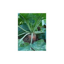 Beet Fodder Red Mammoth Heirloom Vegetable By Seed Kingdom 4000 Seeds Fresh Gard - $31.40