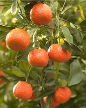 NEW Plant Dancy Tangerine Tree (grafted) 3 Feet Tall No Shipping Ca - $161.99