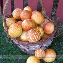 Tigger Tiger Miniature Personal Melon Cucumis Melo Seeds Pack E3344 Fres... - $88.74 MXN