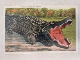 Vintage Postcard A Florida Man Eater Florida Alligator Made in USA - £7.74 GBP