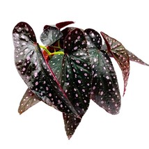 Harmony&#39;s Dark Star Angel Wing, 6 inch Cane Begonia Pink Polkadot - £37.16 GBP