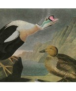 King Eider Duck Bird 1946 Color Plate Print John James Audubon Nature DWV2A - $39.99