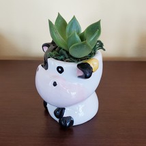Cow Planter with Succulent, Live Plant Gift, Echeveria Agavoides, Farm Animal image 4