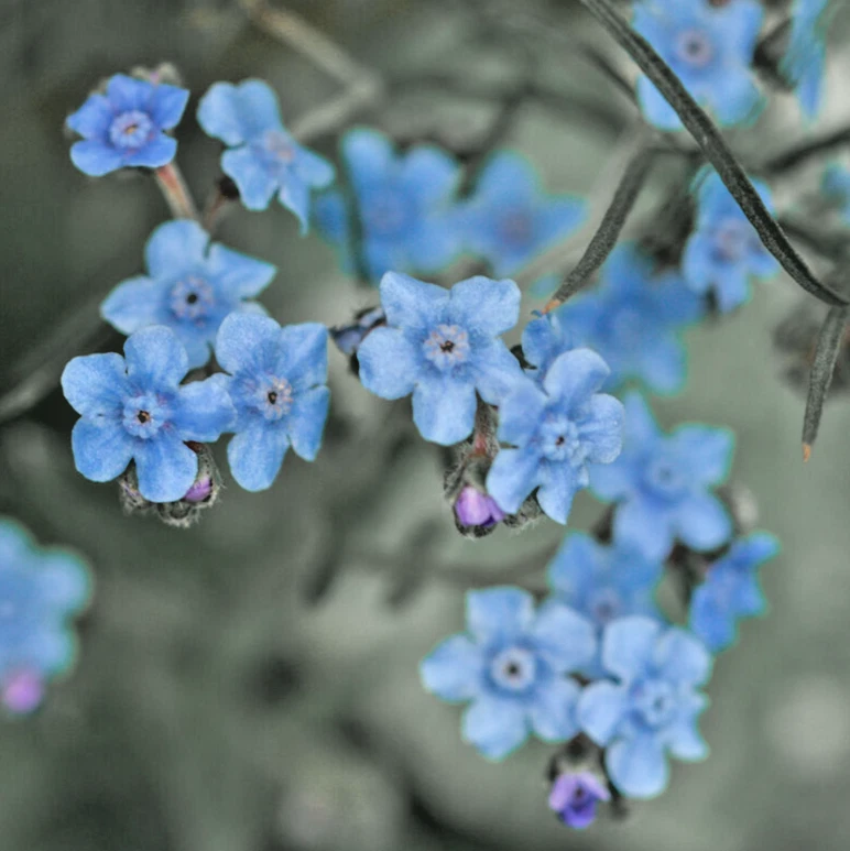 3,000 FORGET ME NOT Seeds &quot;CHINESE BLUE&quot; (Cynoglossum amabile) Annual Fl... - $23.28