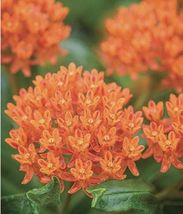60 Plus Butterfly Milkweed Seeds-Open Pollinated-NON GMO - $4.00