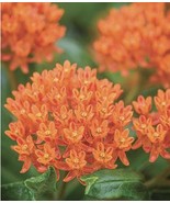 60 Plus Butterfly Milkweed Seeds-Open Pollinated-NON GMO - $5.45 CAD