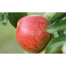 25+ Lord Hindlip Apple Seeds | Heirloom Late-Season Variety - $16.50