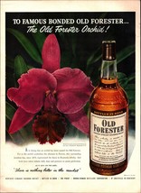 1951 Old Forester PRINT AD Whisky Vintage Bottle Orchids Great Adult Bar Decor - £17.73 GBP
